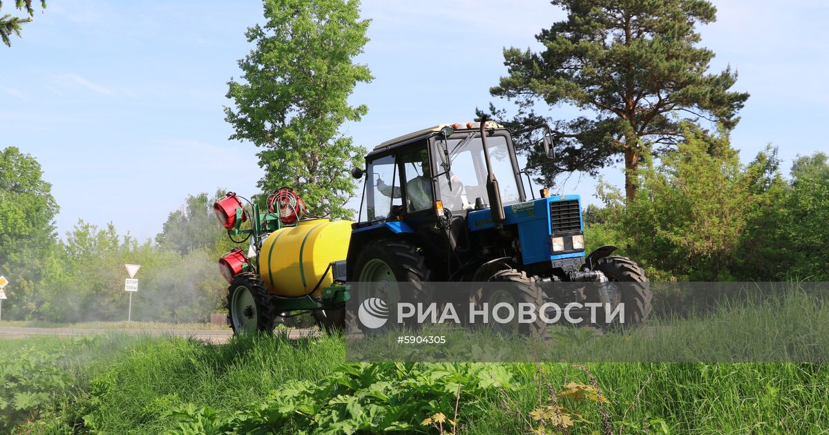 Уничтожение борщевика в Подмосковье | РИА Новости Медиабанк