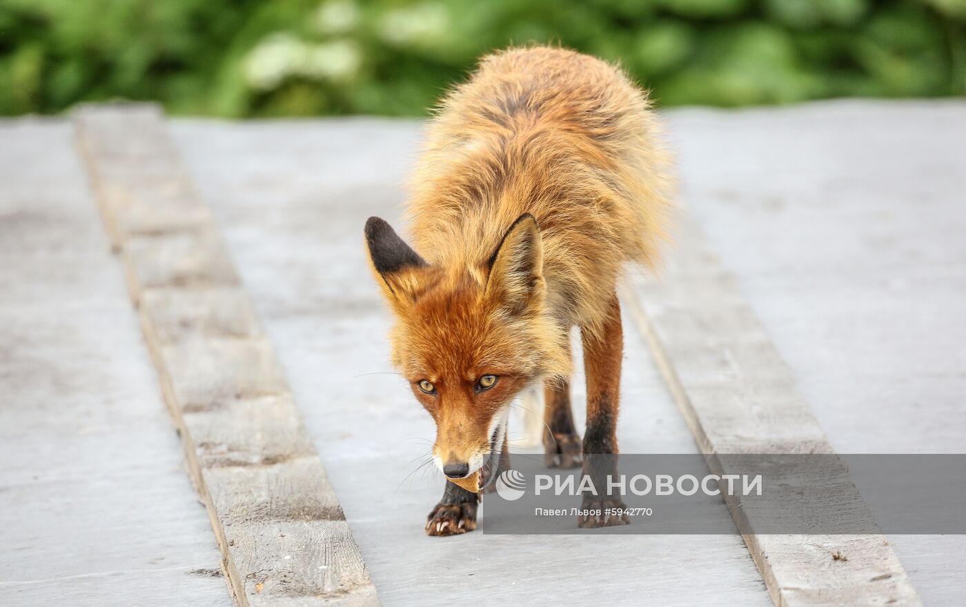 Соловецкие острова 