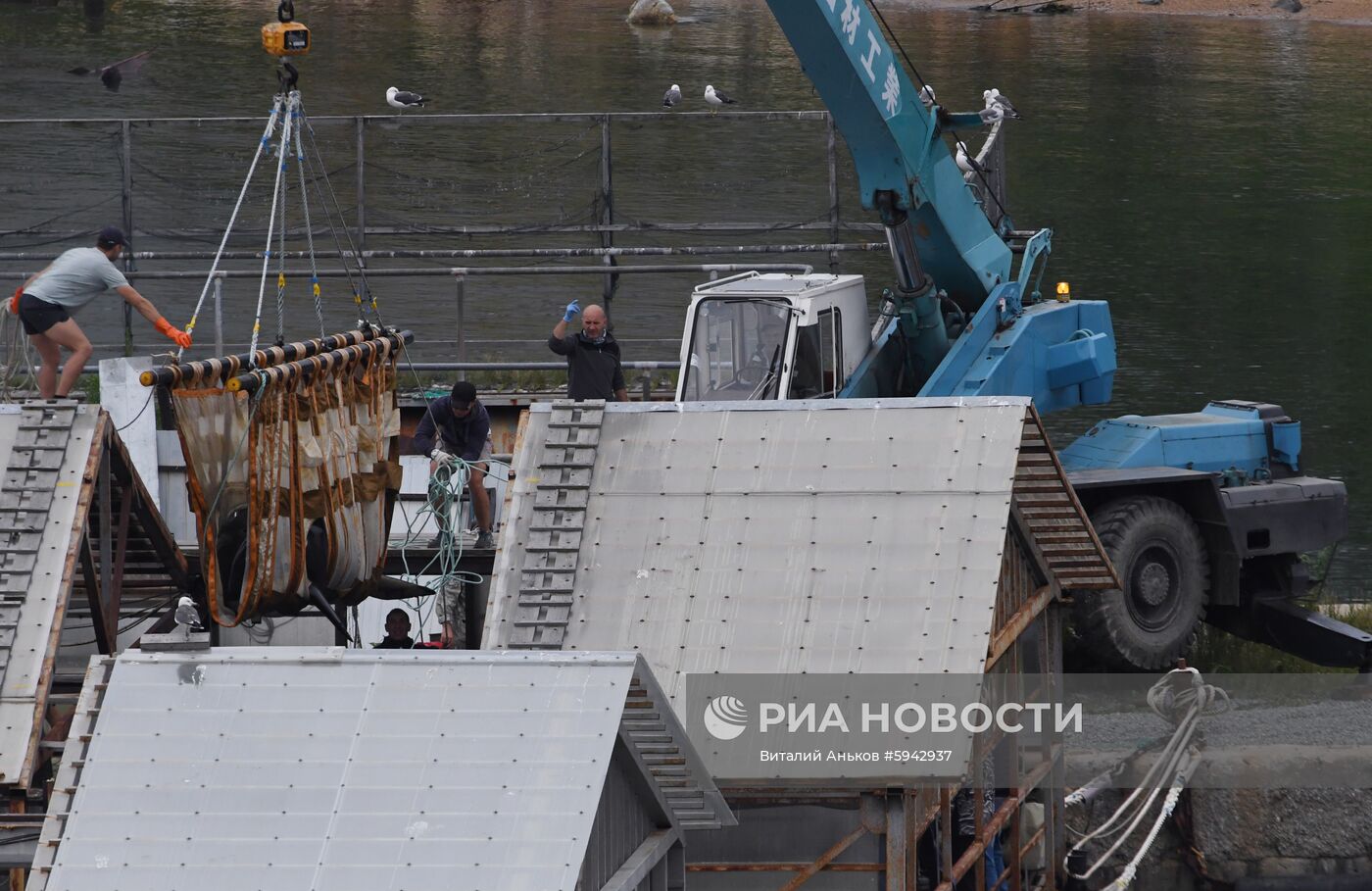 Погрузка и отправка второй партии косаток в бухте Средняя