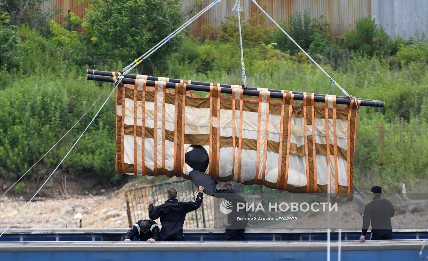 Погрузка и отправка второй партии косаток в бухте Средняя