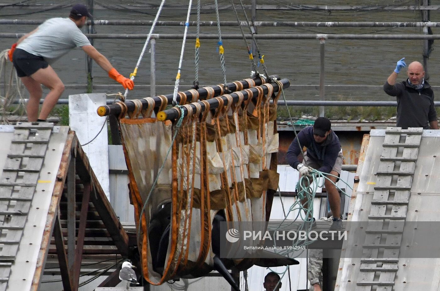 Погрузка и отправка второй партии косаток в бухте Средняя