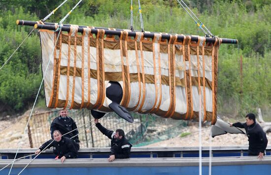 Погрузка и отправка второй партии косаток в бухте Средняя