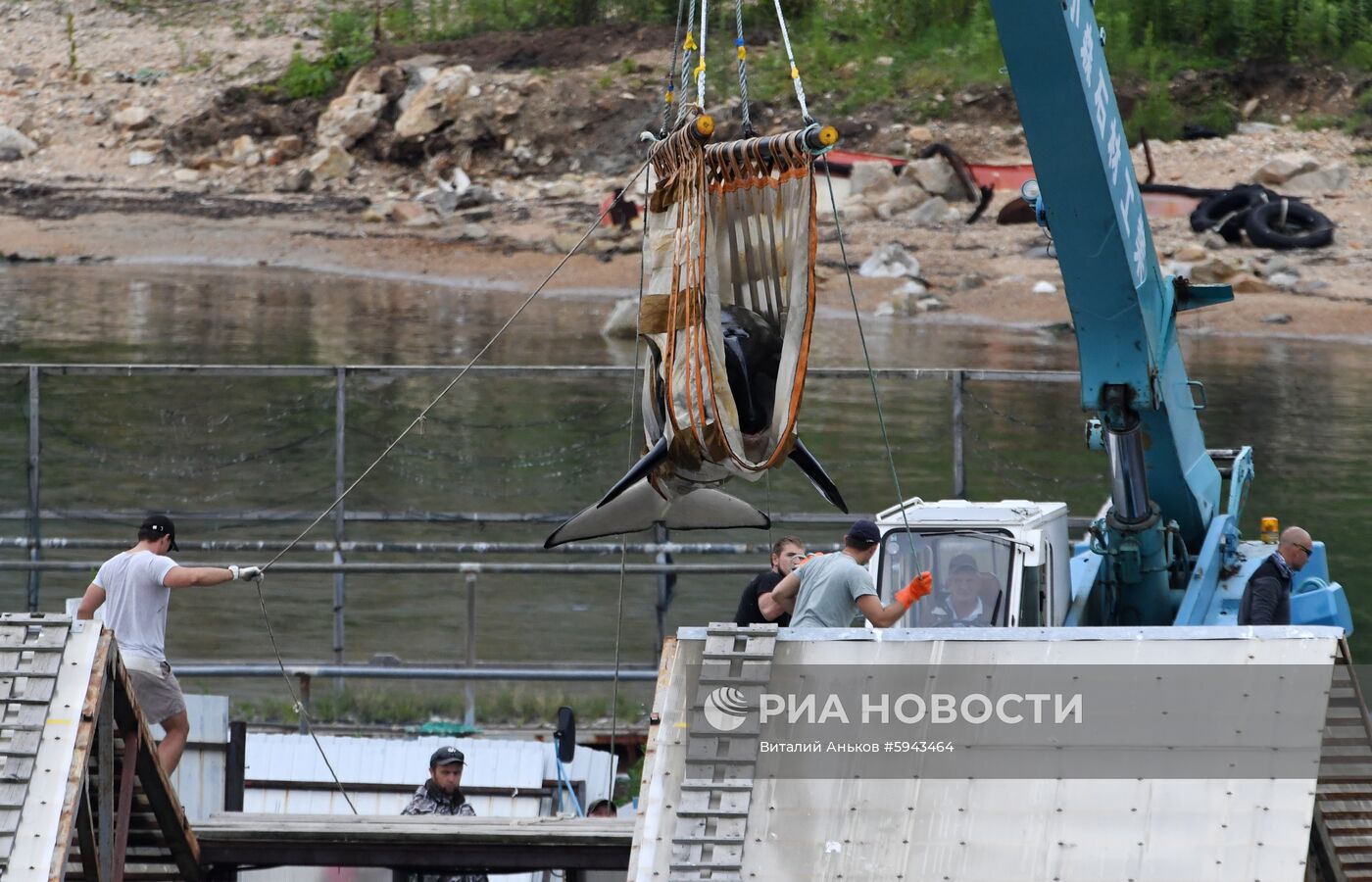 Погрузка и отправка второй партии косаток в бухте Средняя