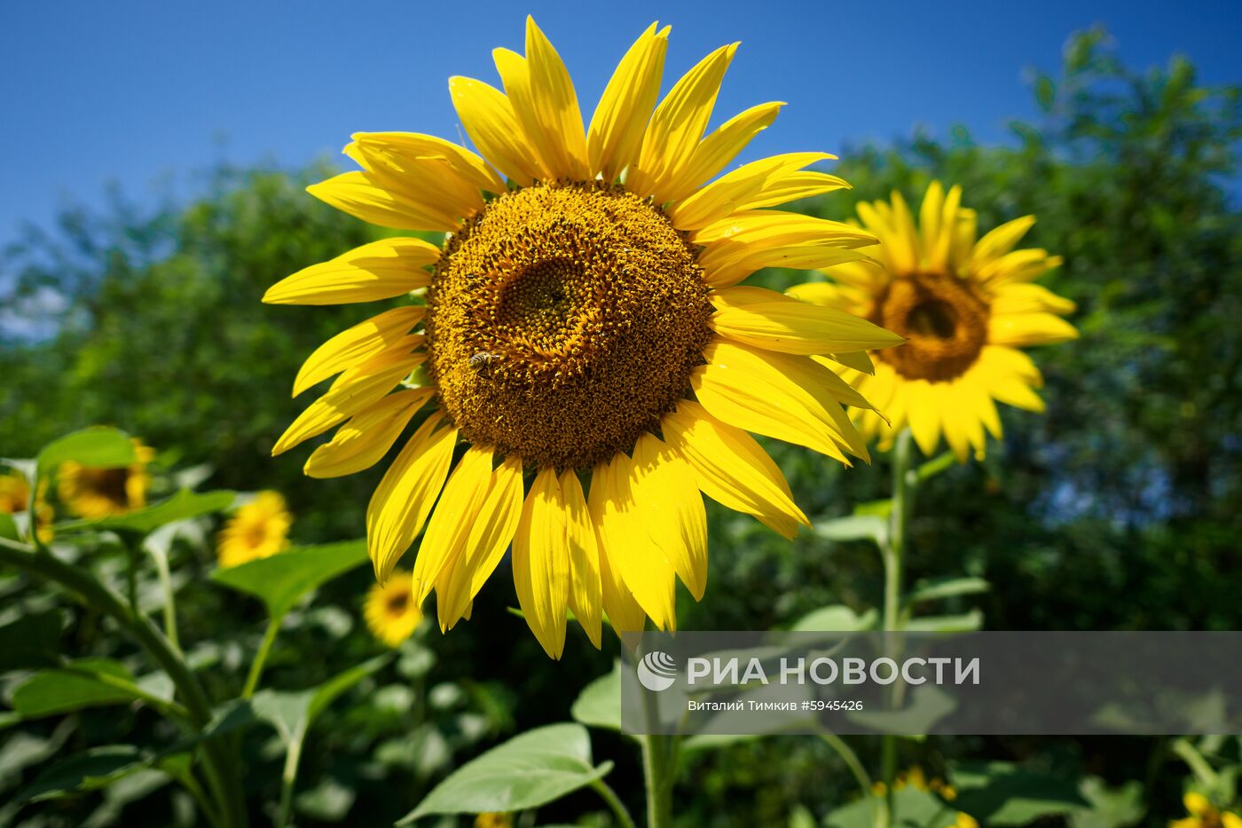 Цветение подсолнечника в Краснодарском крае