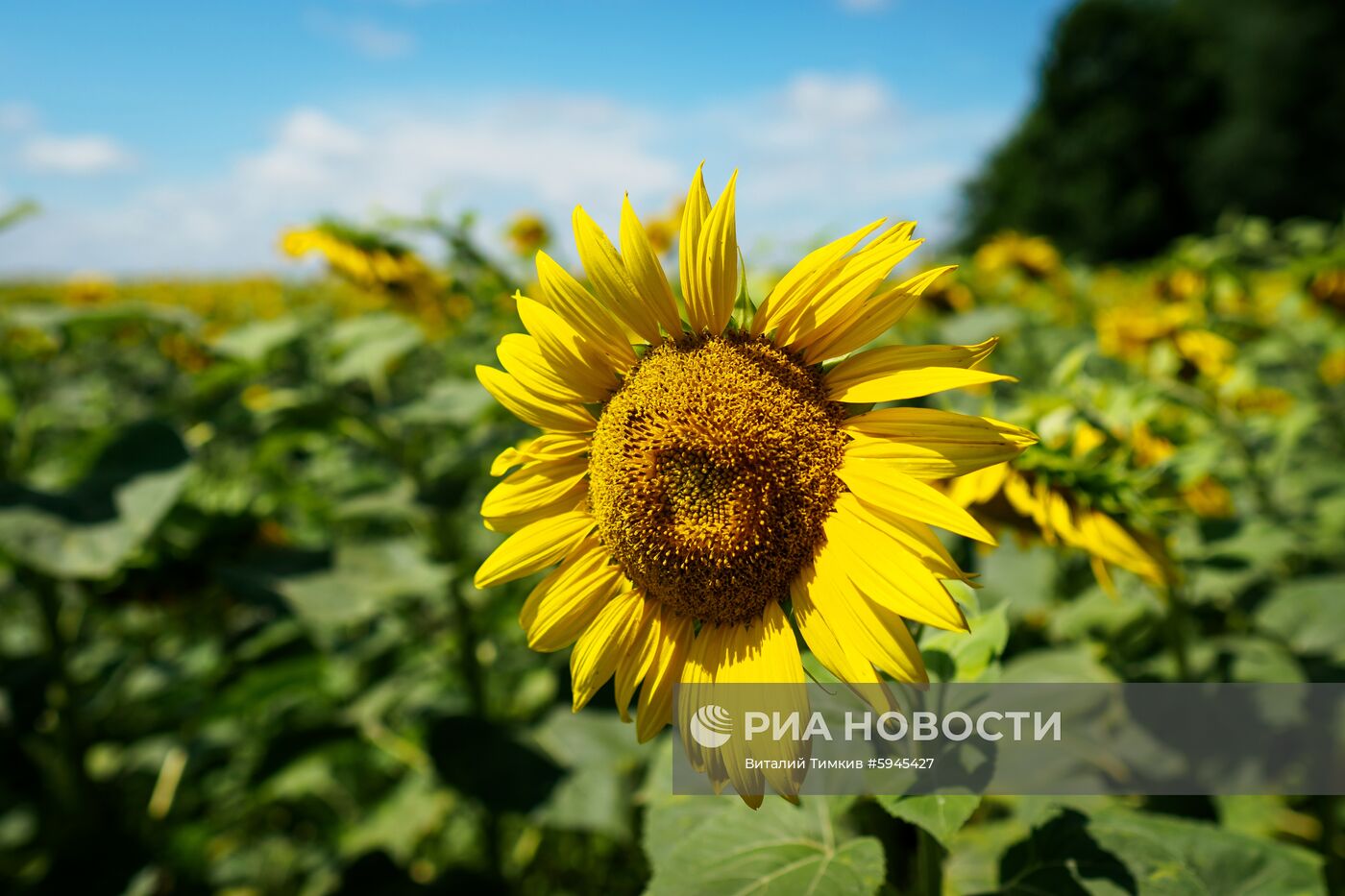 Цветение подсолнечника в Краснодарском крае