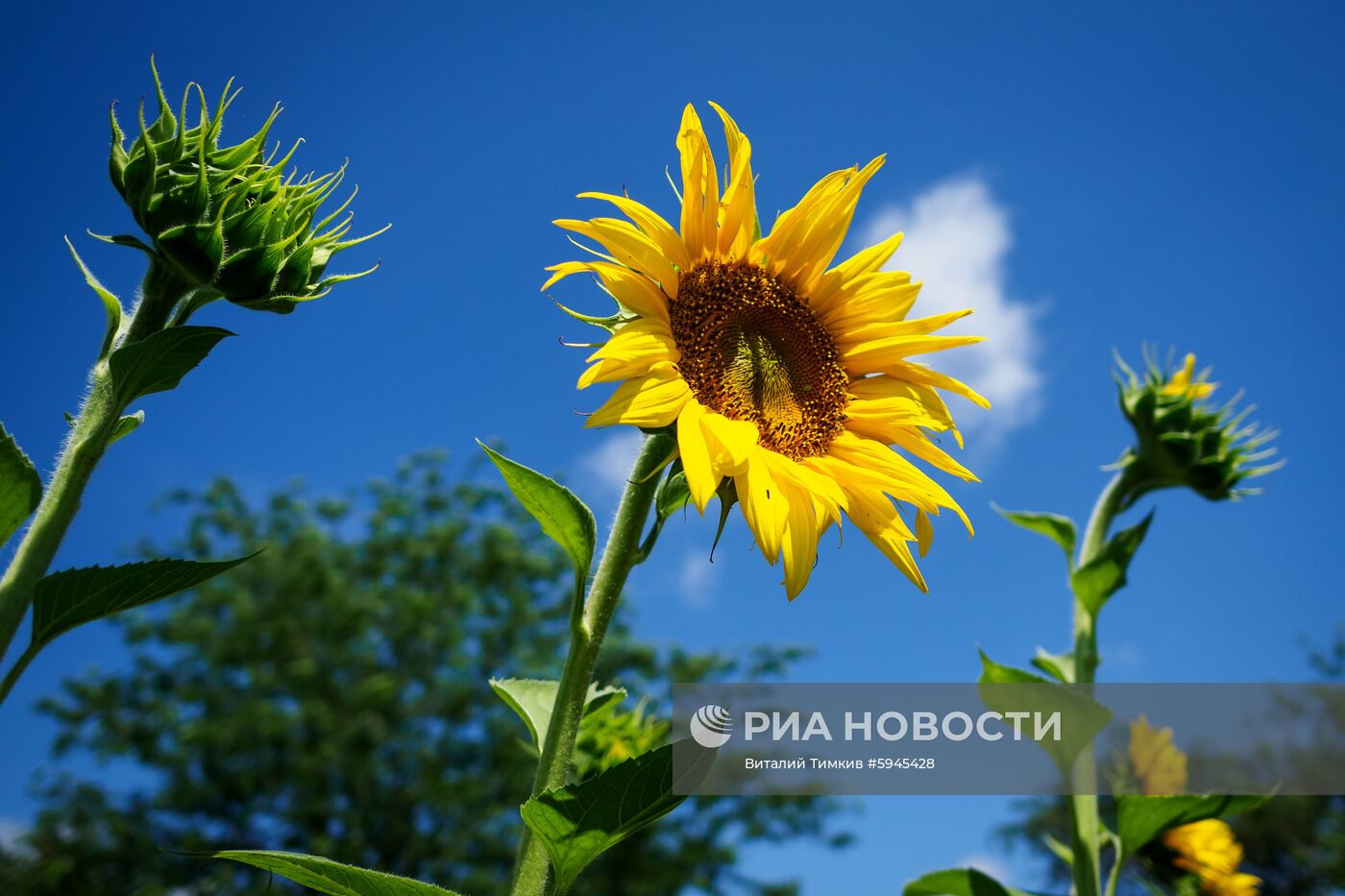 Цветение подсолнечника в Краснодарском крае