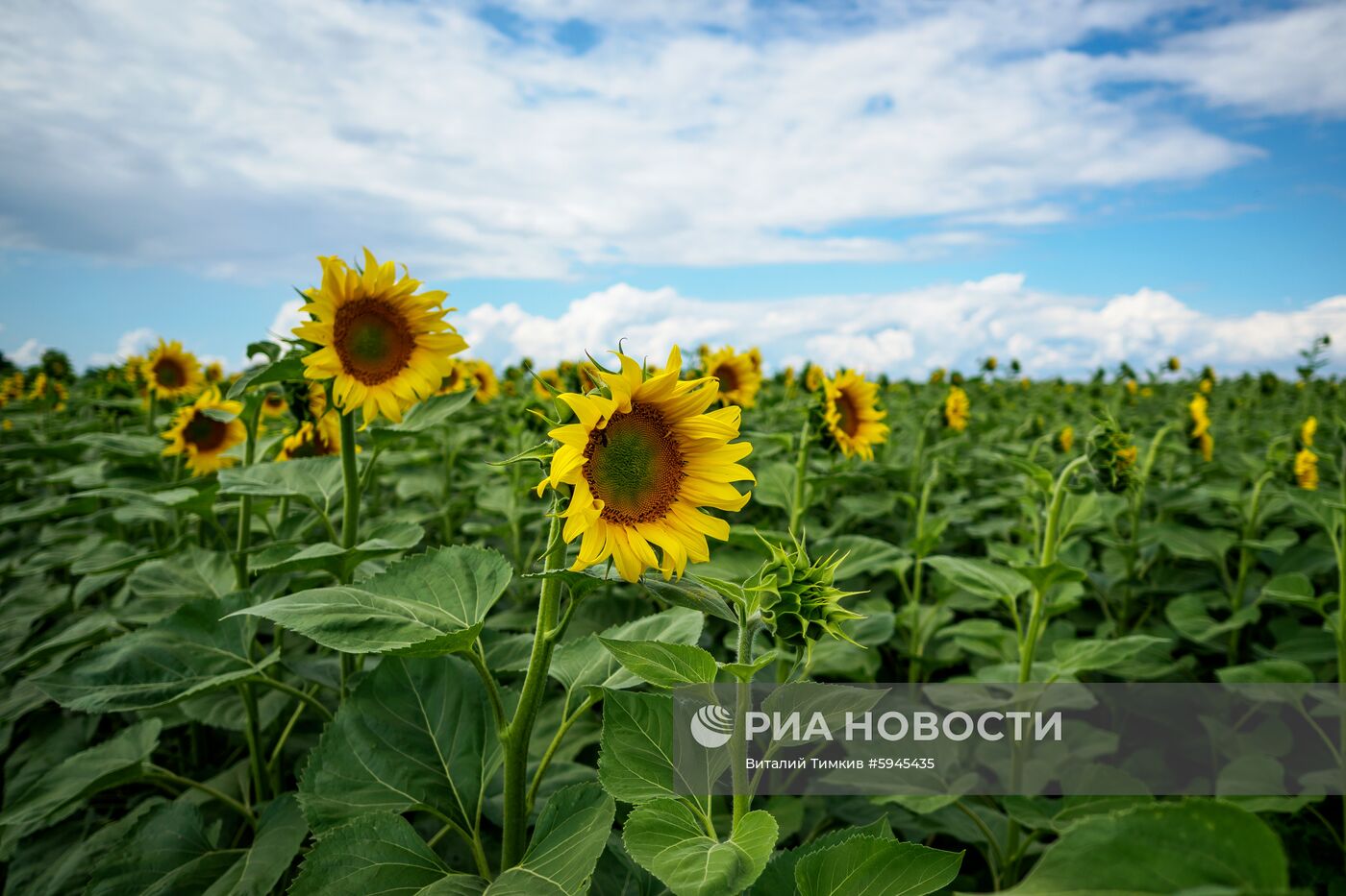 Цветение подсолнечника в Краснодарском крае