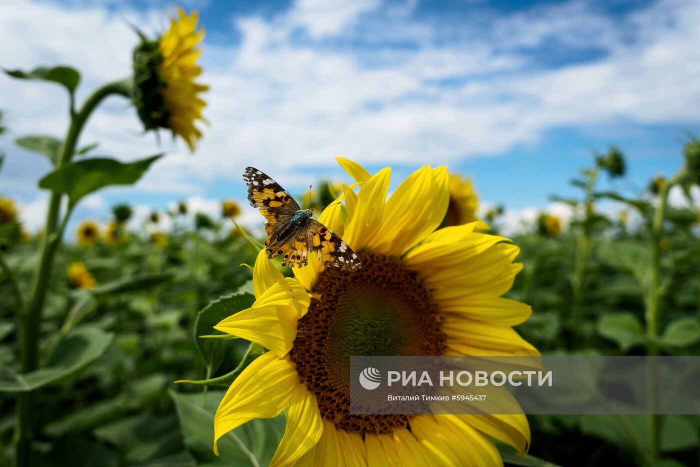 Цветение подсолнечника в Краснодарском крае