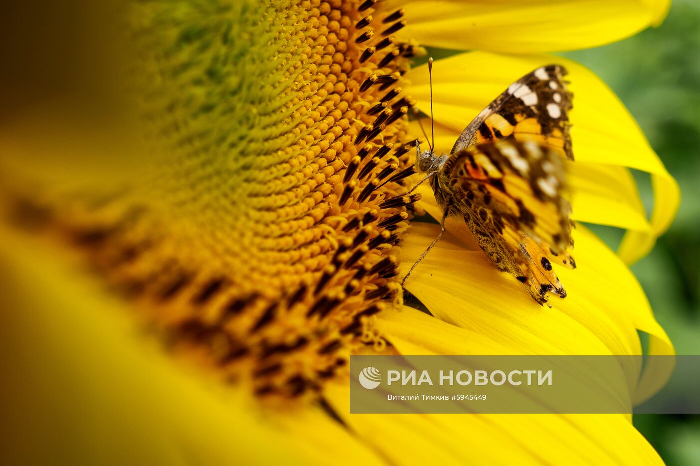Цветение подсолнечника в Краснодарском крае
