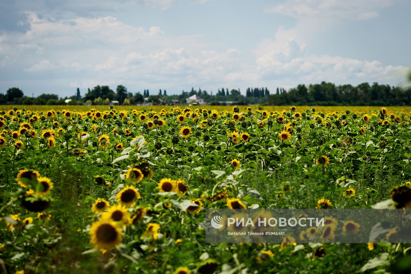 Цветение подсолнечника в Краснодарском крае