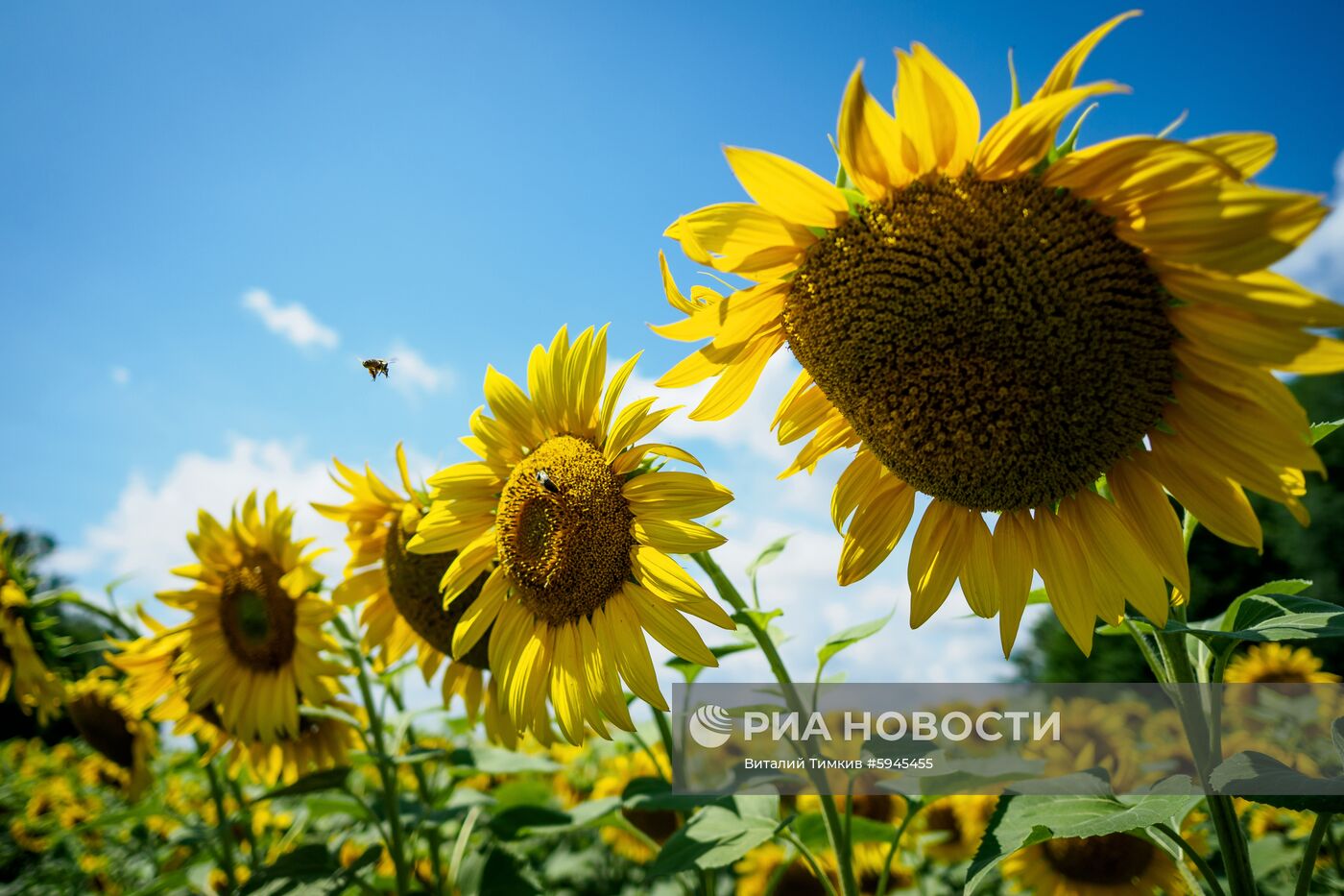 Цветение подсолнечника в Краснодарском крае