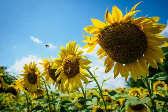 Цветение подсолнечника в Краснодарском крае