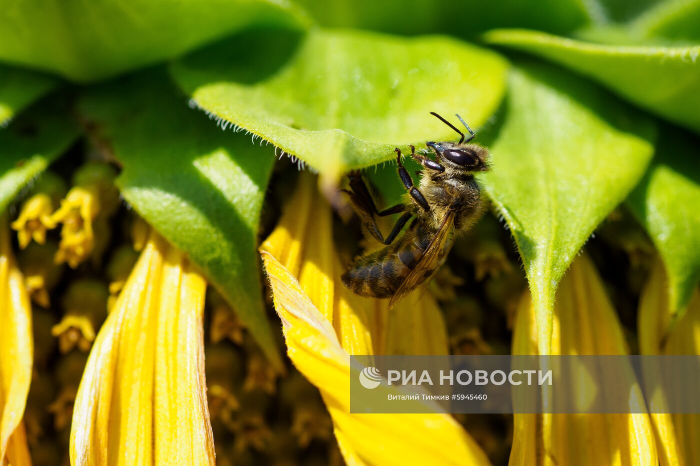 Цветение подсолнечника в Краснодарском крае