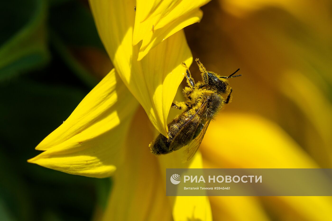 Цветение подсолнечника в Краснодарском крае
