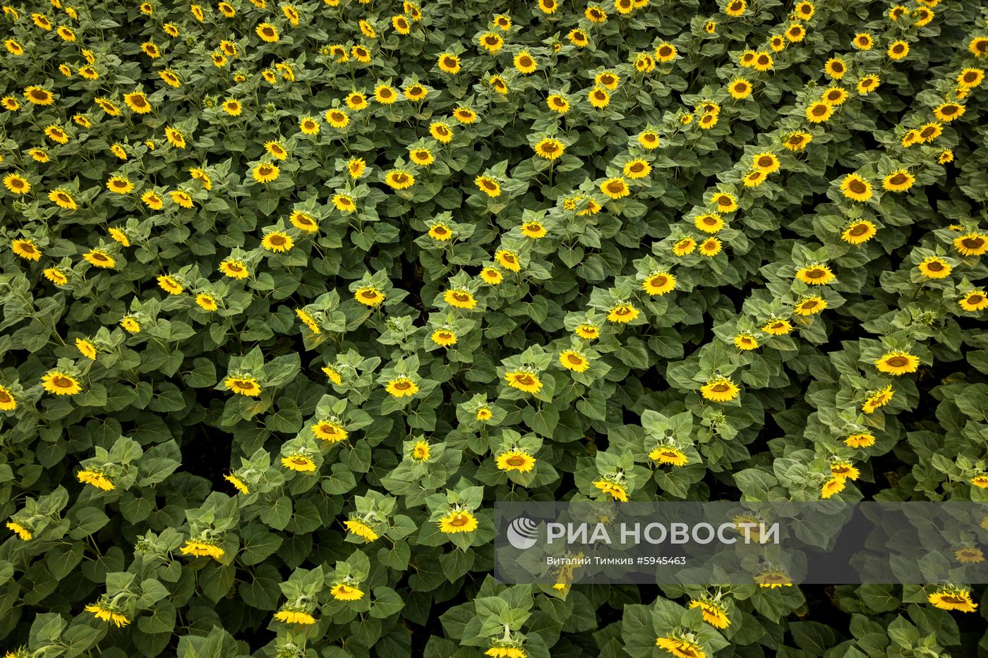Цветение подсолнечника в Краснодарском крае