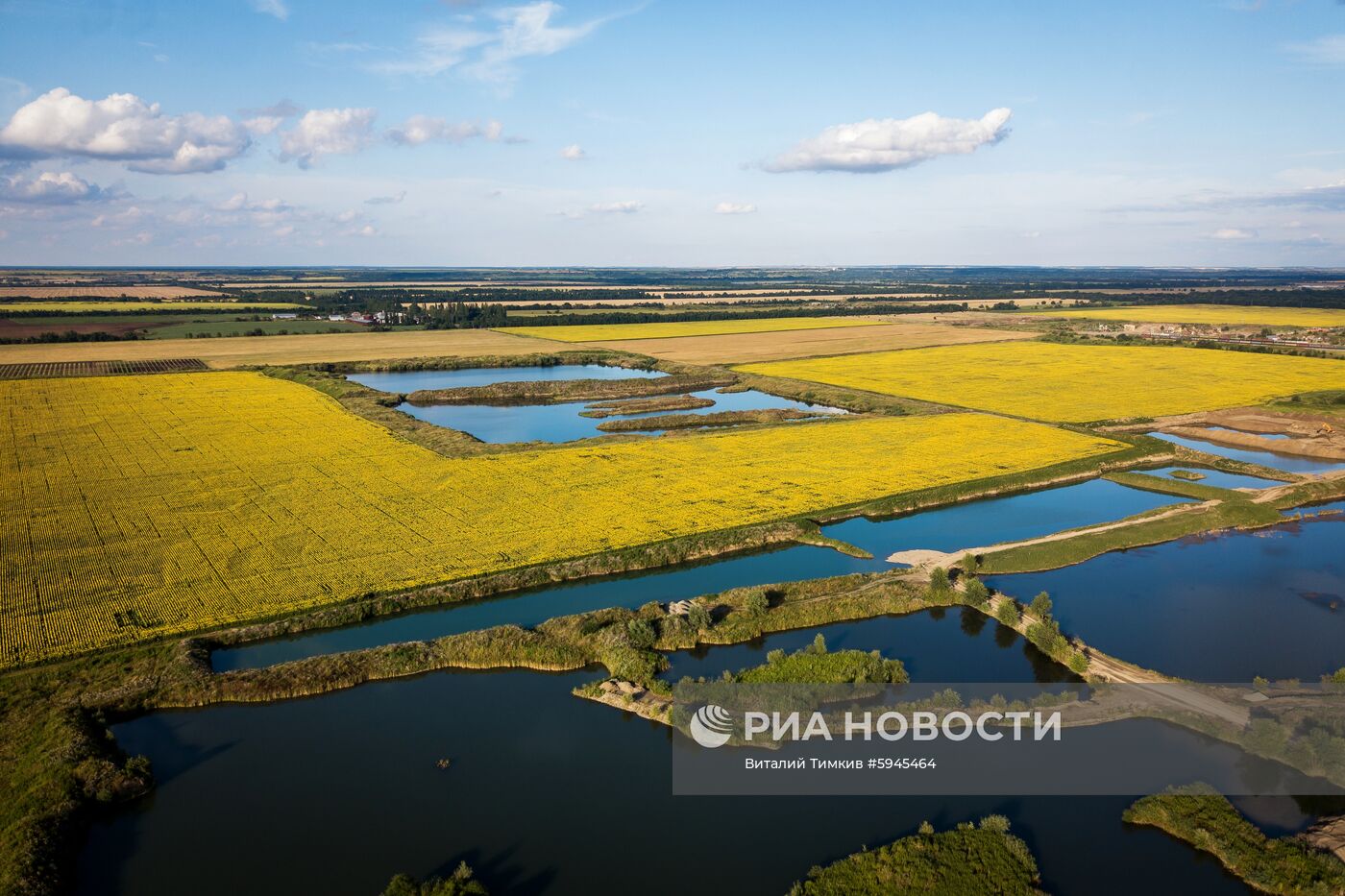 Цветение подсолнечника в Краснодарском крае