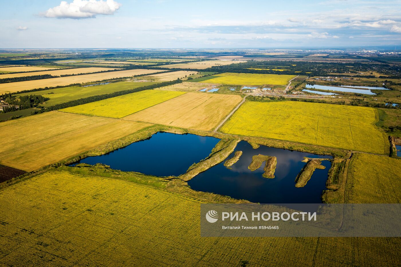 Цветение подсолнечника в Краснодарском крае