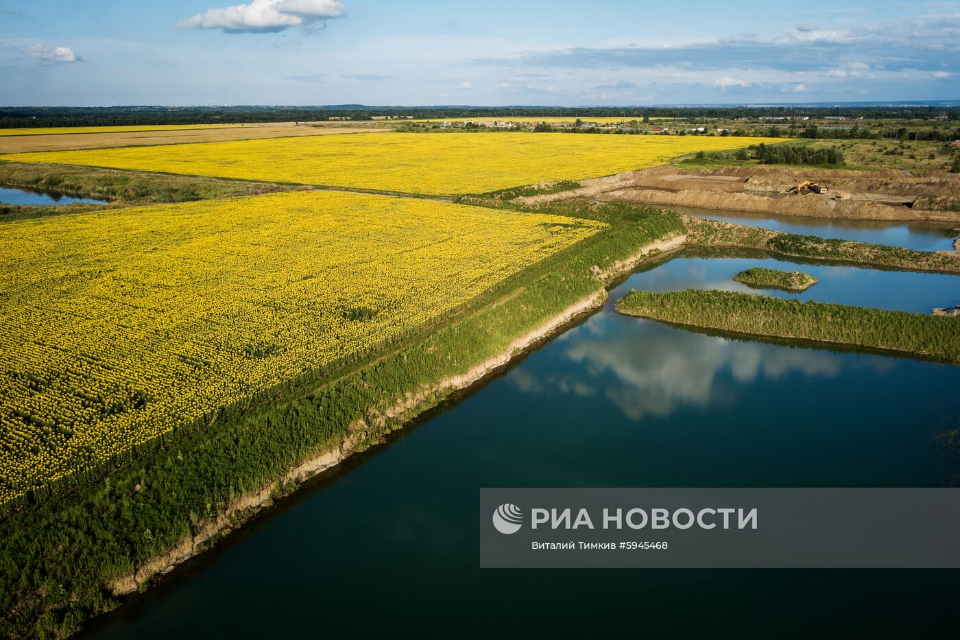 Цветение подсолнечника в Краснодарском крае