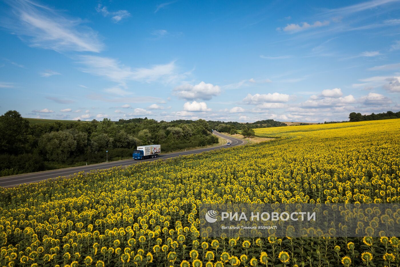 Цветение подсолнечника в Краснодарском крае