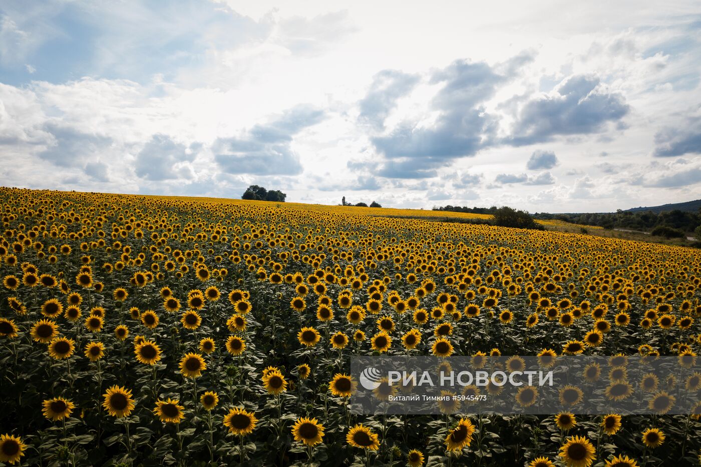 Цветение подсолнечника в Краснодарском крае