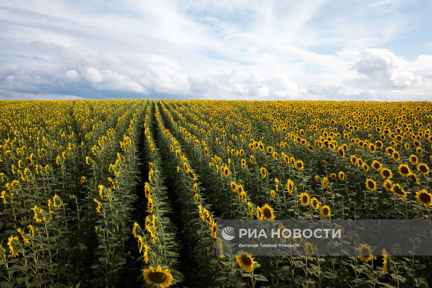 Цветение подсолнечника в Краснодарском крае
