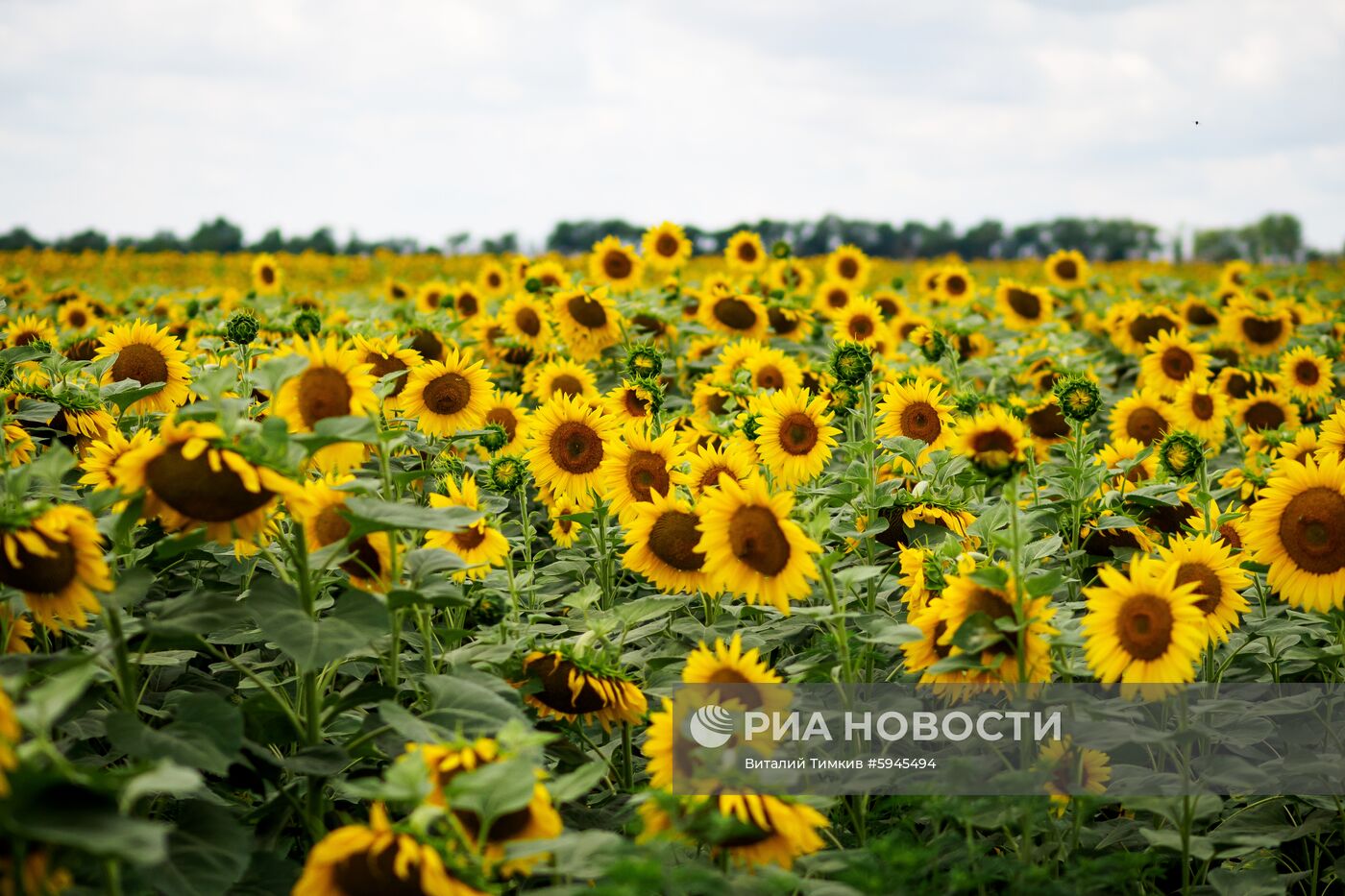 Цветение подсолнечника в Краснодарском крае