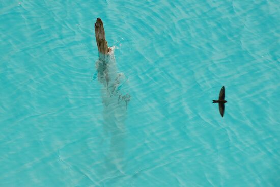 Золоотвал Новосибирской ТЭЦ-5