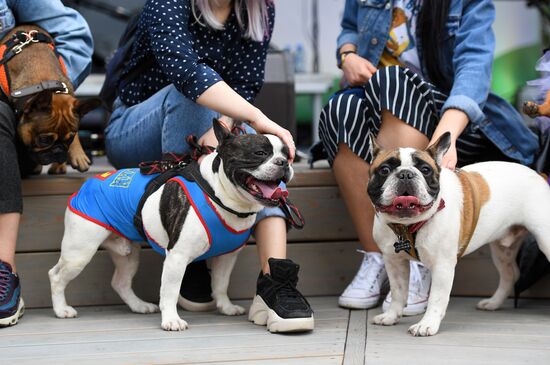 Фестиваль "День Франции" в парке "Музеон"