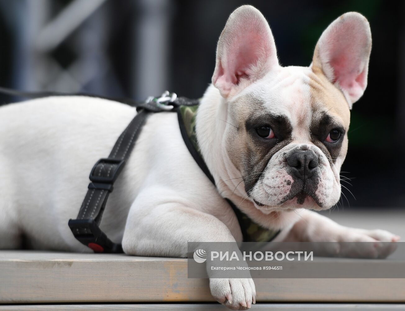 Фестиваль "День Франции" в парке "Музеон"