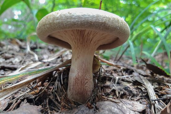 Сбор грибов в Подмосковье