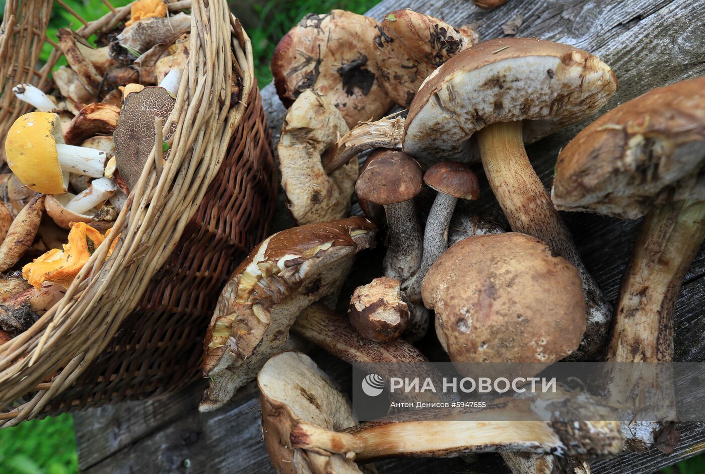 Сбор грибов в Подмосковье