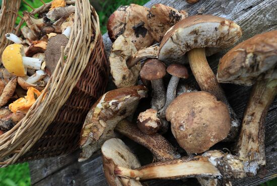 Сбор грибов в Подмосковье