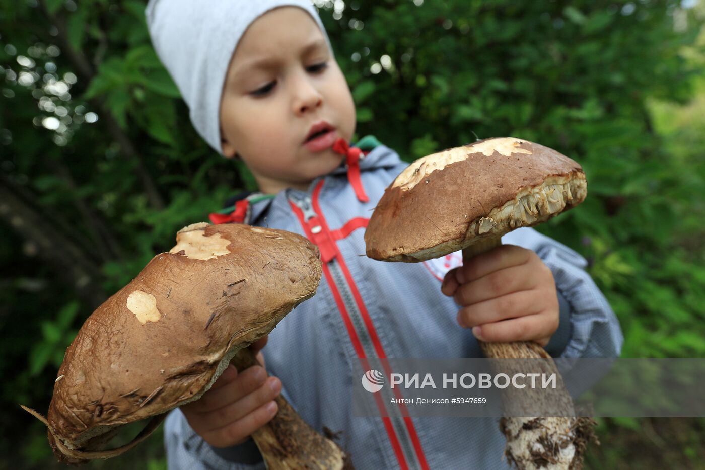 Сбор грибов в Подмосковье