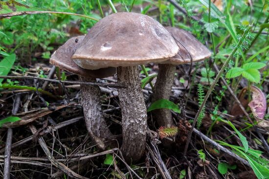 Сбор грибов в Подмосковье