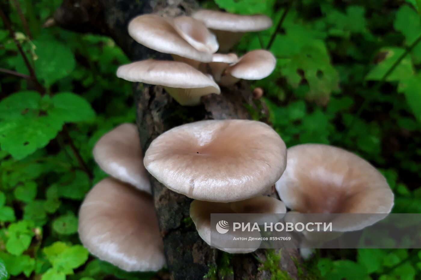 Сбор грибов в Подмосковье