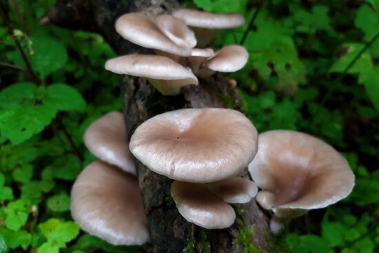 Сбор грибов в Подмосковье