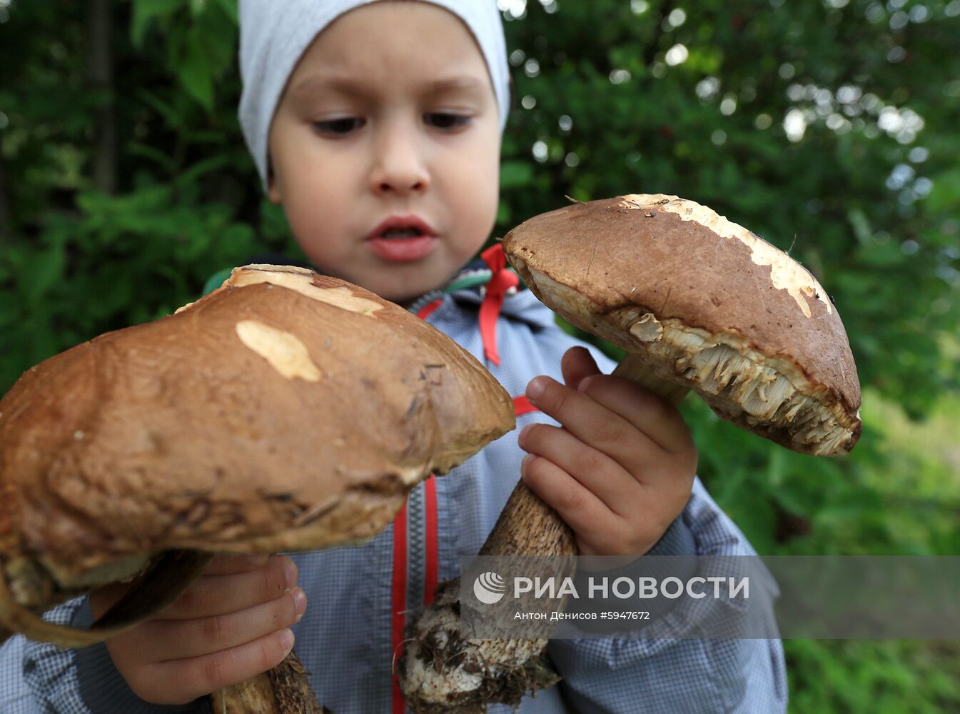 Сбор грибов в Подмосковье