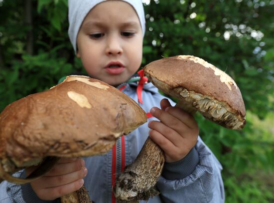 Сбор грибов в Подмосковье
