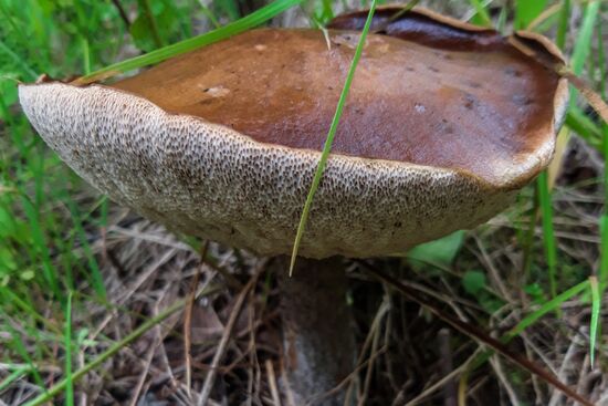 Сбор грибов в Подмосковье