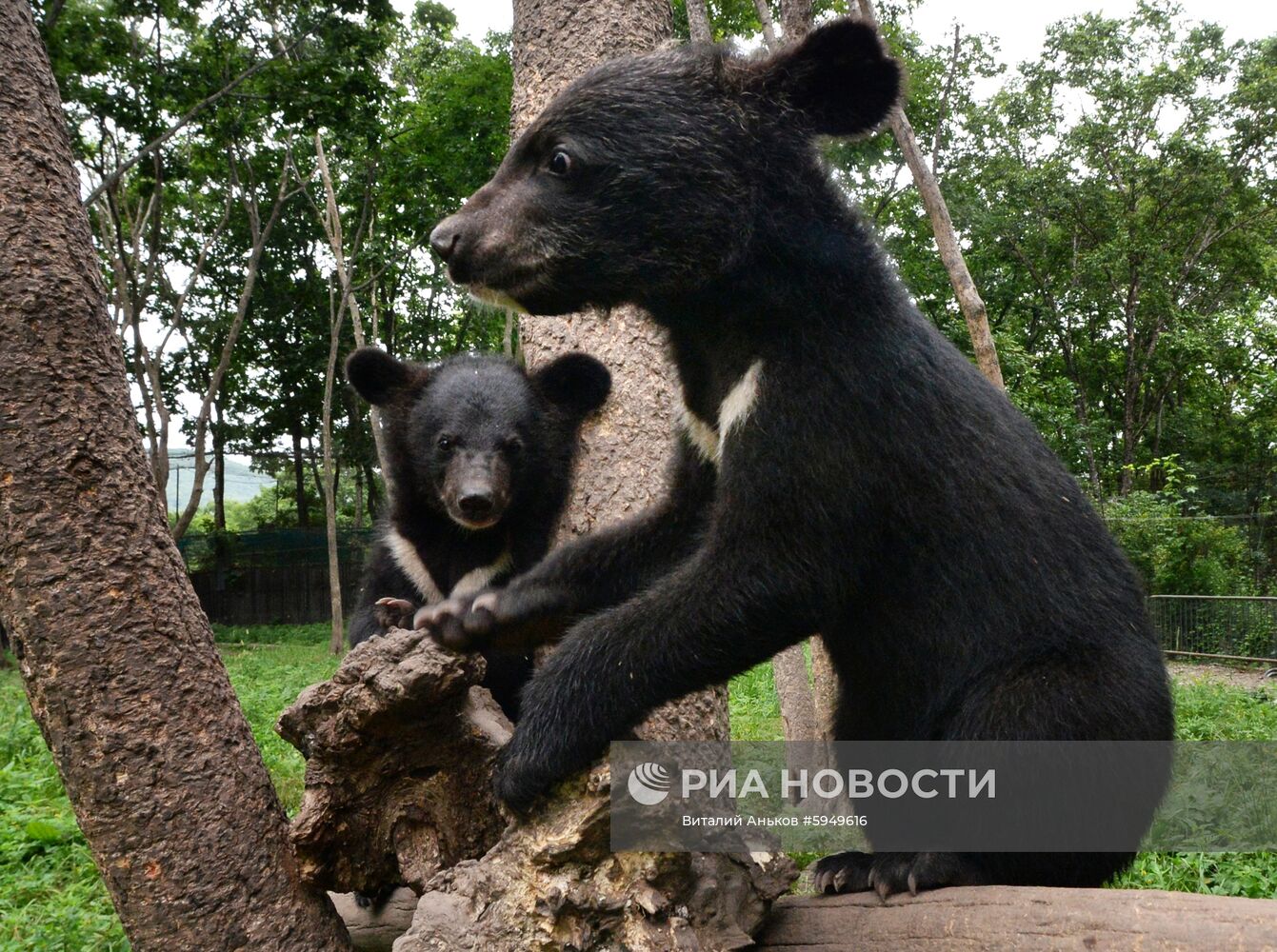 Парк мелких хищных зверей в Приморском сафари-парке