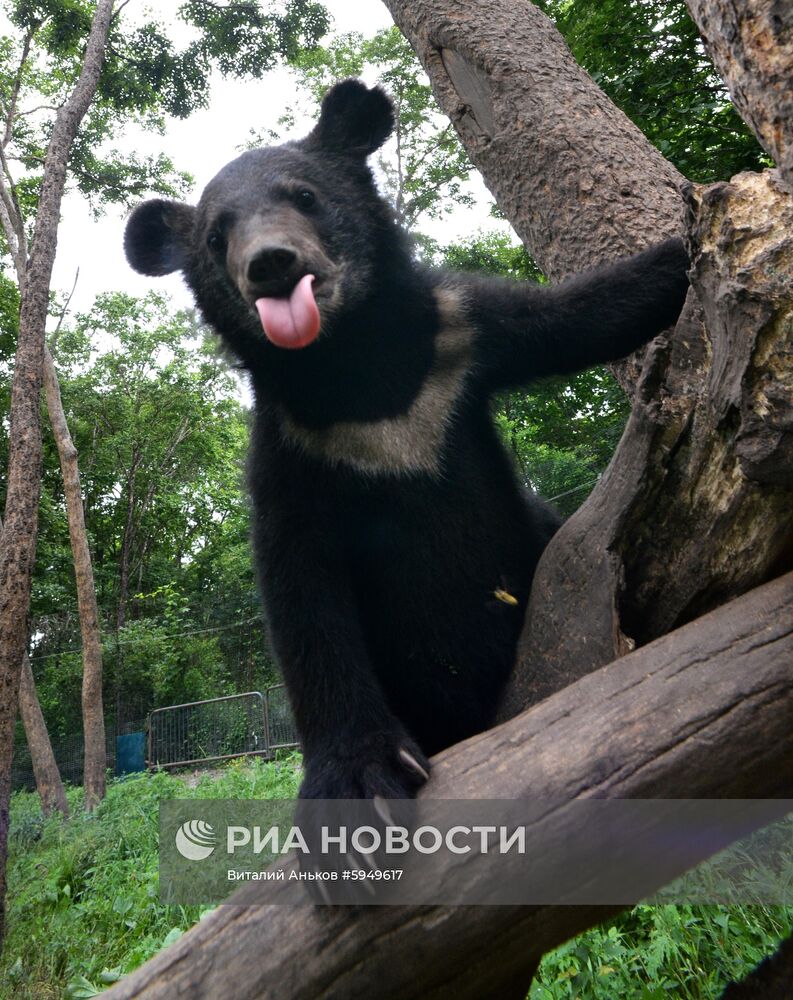 Парк мелких хищных зверей в Приморском сафари-парке