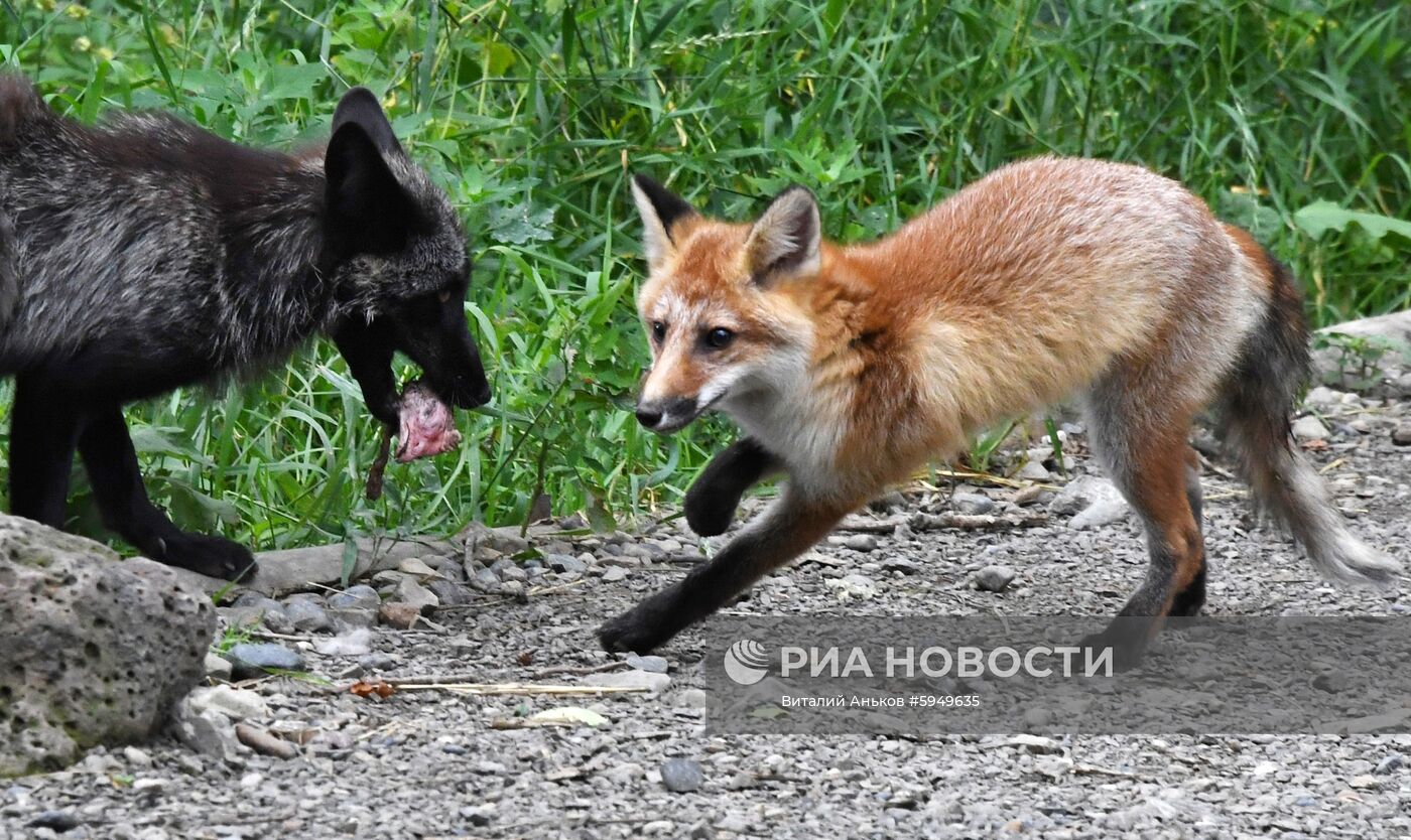 Парк мелких хищных зверей в Приморском сафари-парке