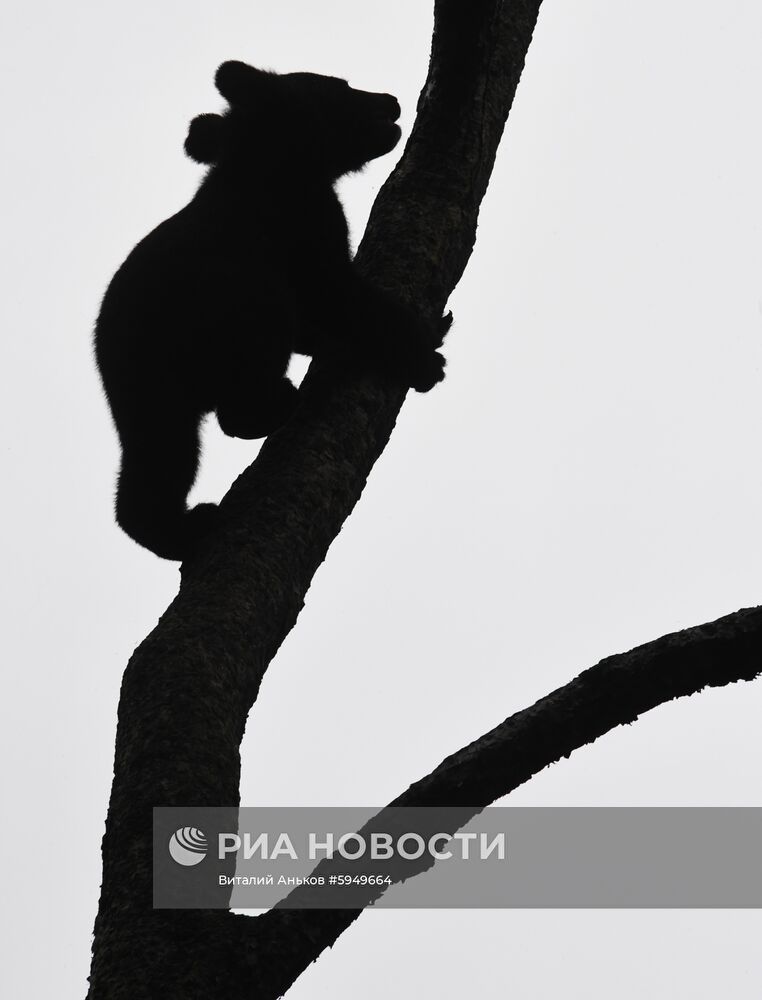 Парк мелких хищных зверей в Приморском сафари-парке