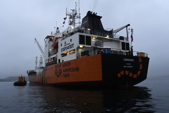 Один из кораблей "Доброфлота" получил тигриную окраску