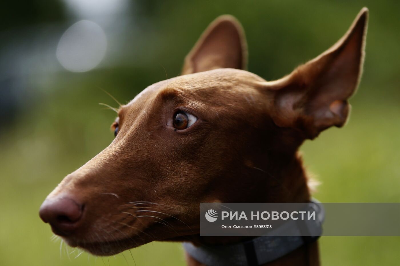 "Бега борзых" в музее-усадьбе дворян Леонтьевых