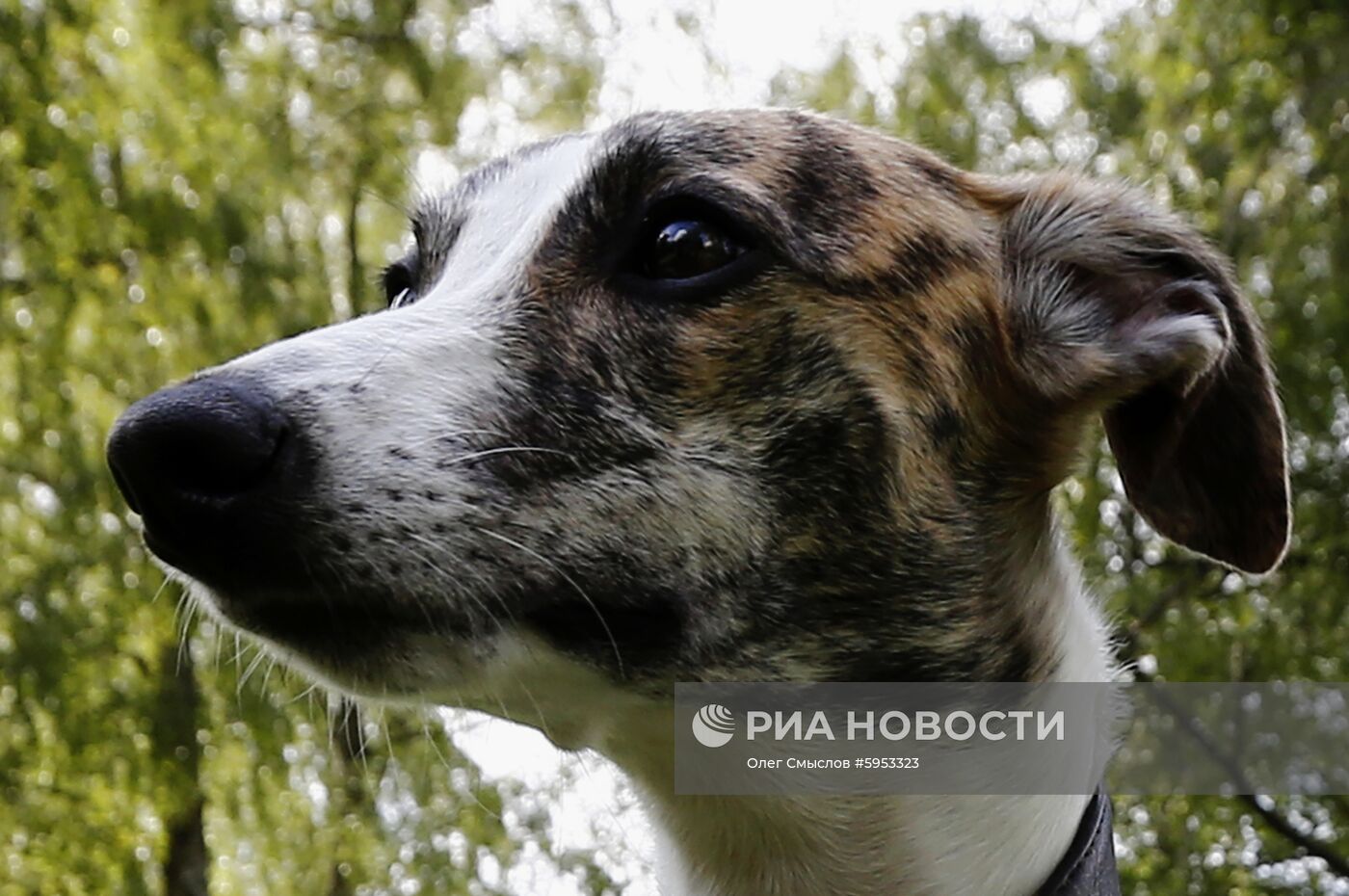 "Бега борзых" в музее-усадьбе дворян Леонтьевых