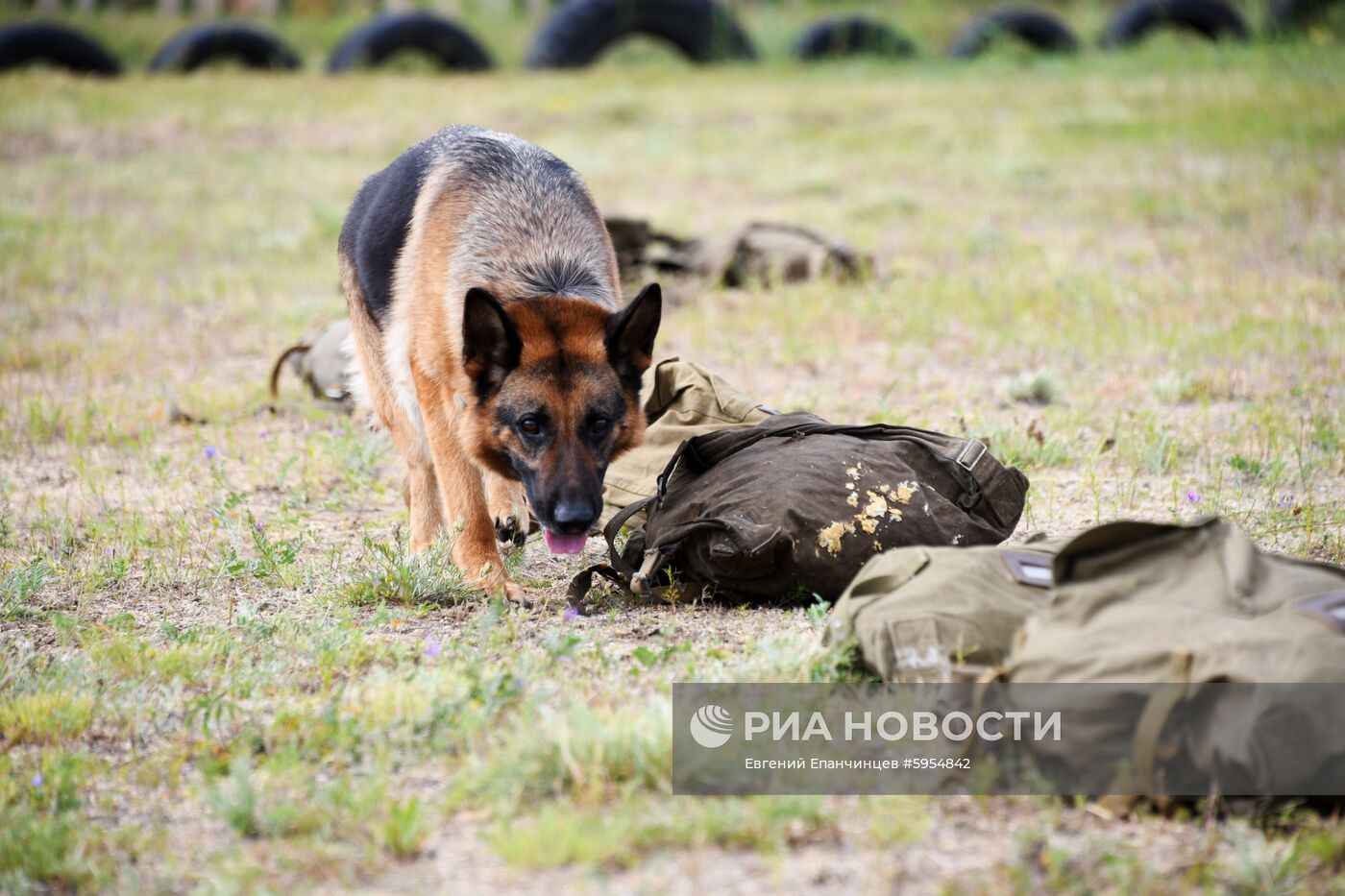 Соревнования кинологической службы в Забайкалье 