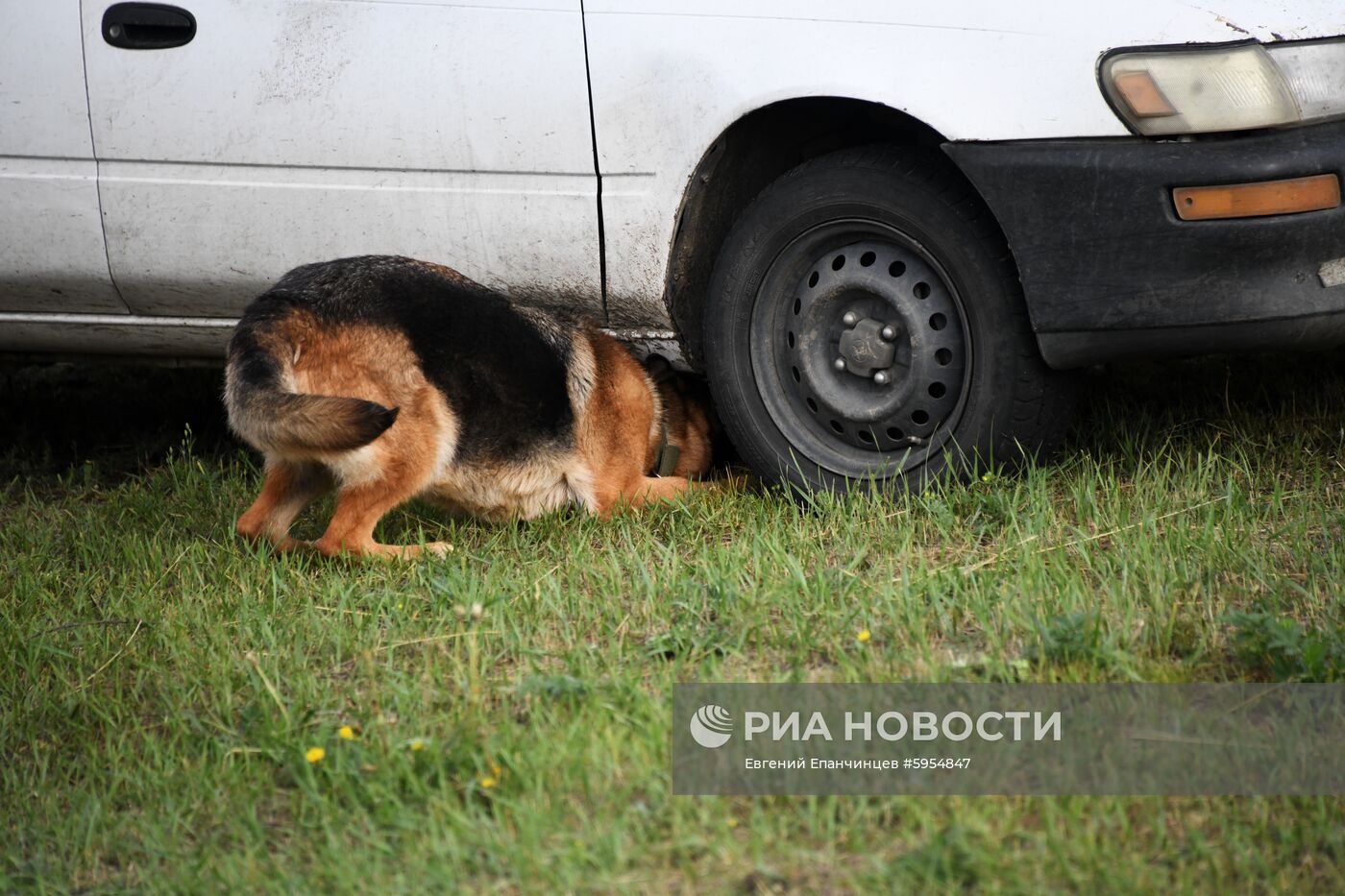 Соревнования кинологической службы в Забайкалье 