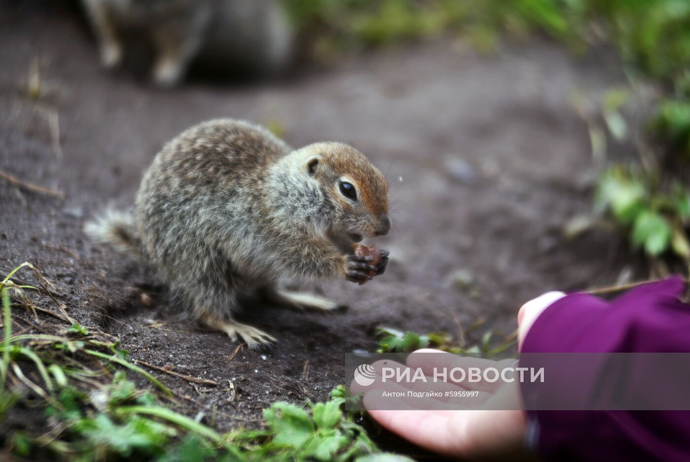 Базовый лагерь на Эльбрусе