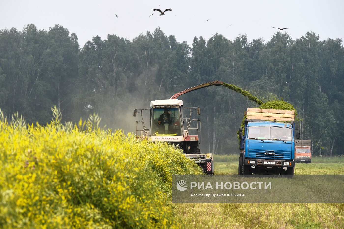 Сельскохозяйственные работы в Новосибирской области